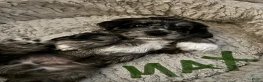 Cockapoo 1