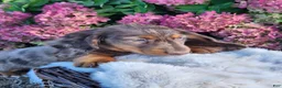 Miniature Dachshund dogs for sale: Espresso  - Ad 8