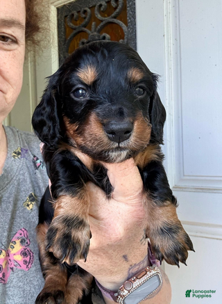 Dachshund dogs Yellow - Ad 1