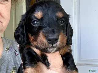 Dachshund dogs for sale: Yellow - Ad 1