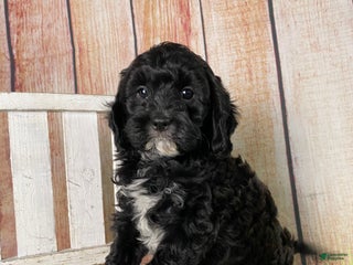 Cavapoo dogs - Ad 40