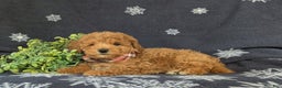 Maltipoo dogs for sale: Dale - Ad 4