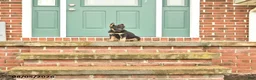 German Shepherd dogs for sale: Freya - Ad 8