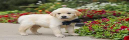Golden Retriever dogs for sale: Burnell - Ad 4