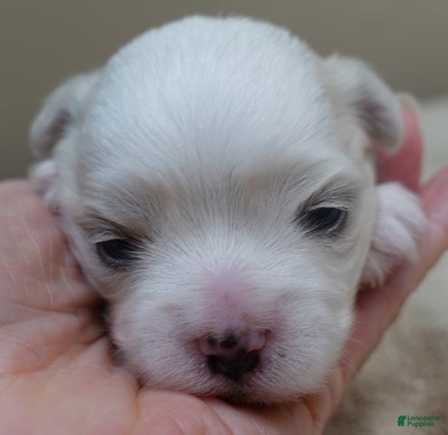 Maltese dogs Brynn - Ad 20