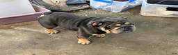 English Bulldog dogs for sale: Danny - 73737 - Ad 10