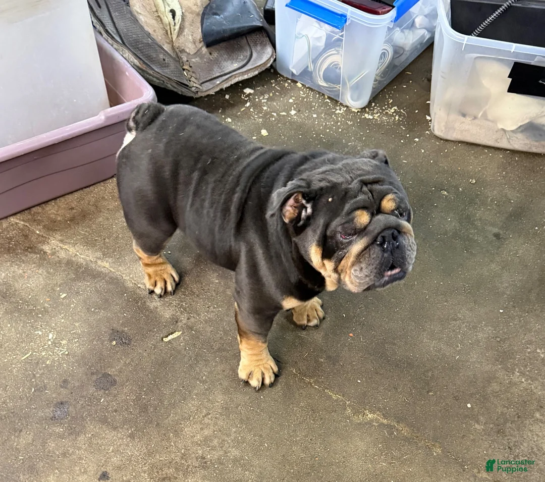 English Bulldog dogs for sale: Danny - 73737 - Ad 10