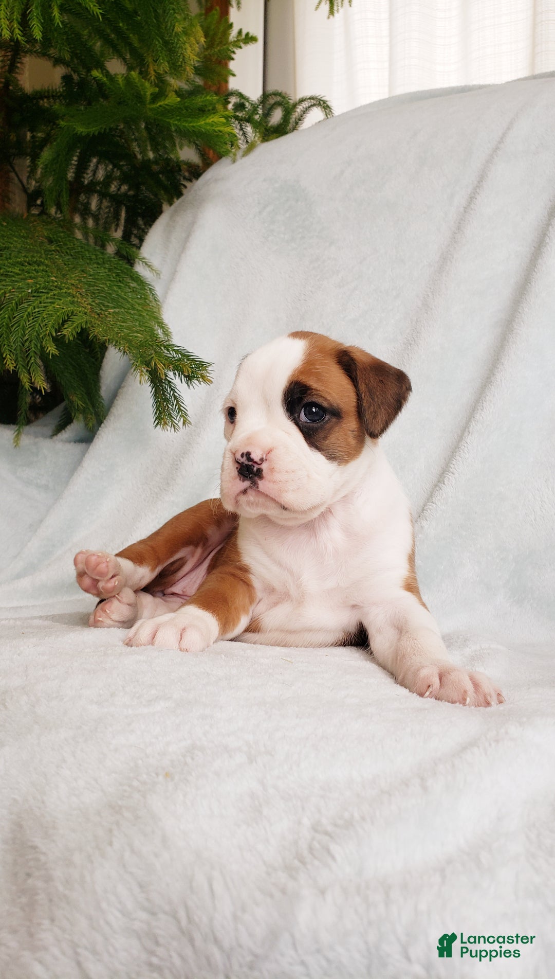 Boxer dogs for sale: Cookie  - Ad 7