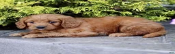 Mini Goldendoodle dogs for sale: Kya  - Ad 3
