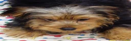 Yorkshire Terrier dogs for sale: Yorkie - Ad 10