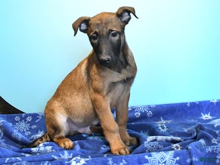 Belgian Malinois dogs Pablo - Ad 4