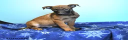 Belgian Malinois dogs for sale: Pablo  - Ad 12