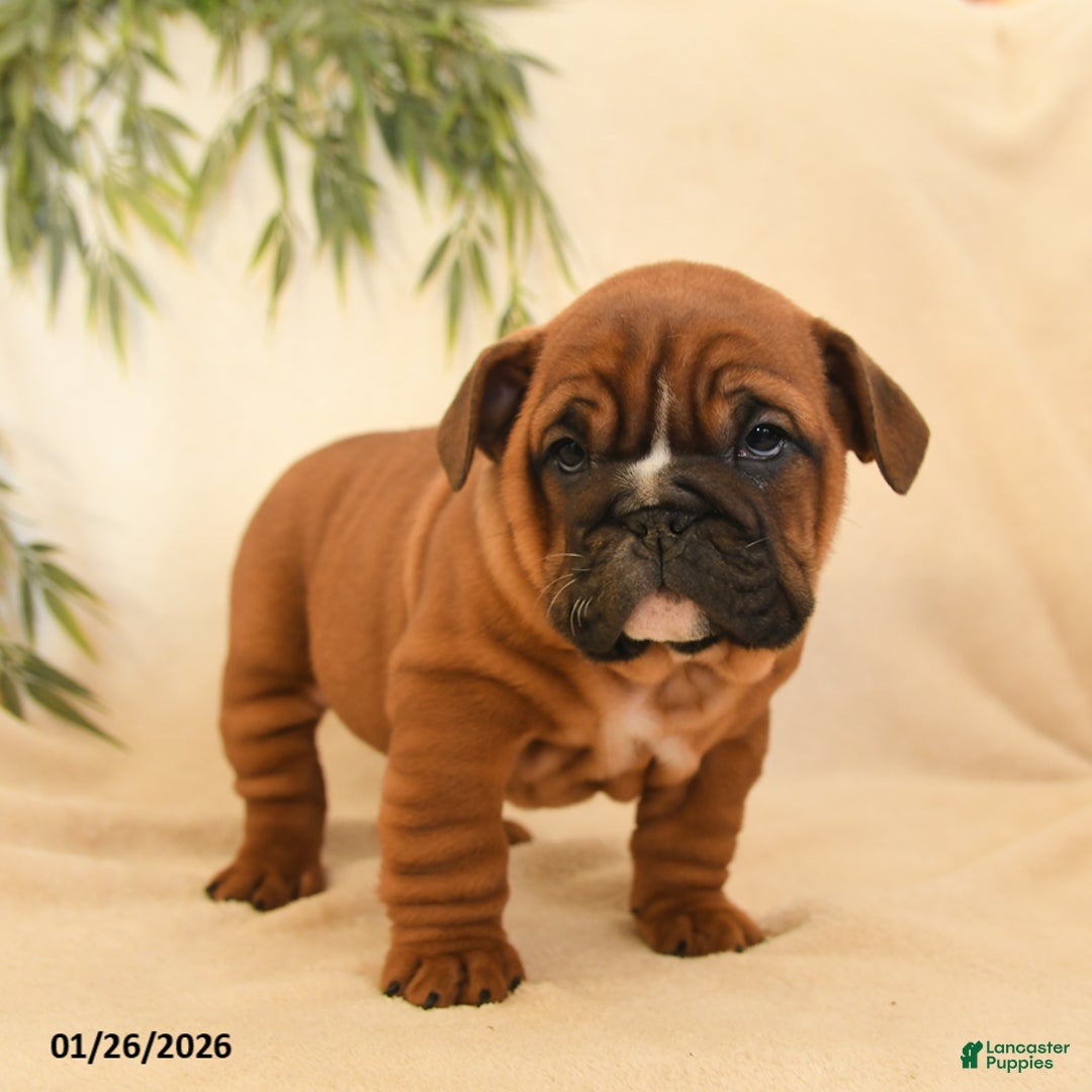 English Bulldog dogs for sale: Bria - Ad 2
