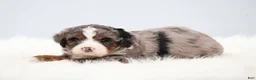 Mini Bernedoodle dogs for sale: Frisco  - Ad 13