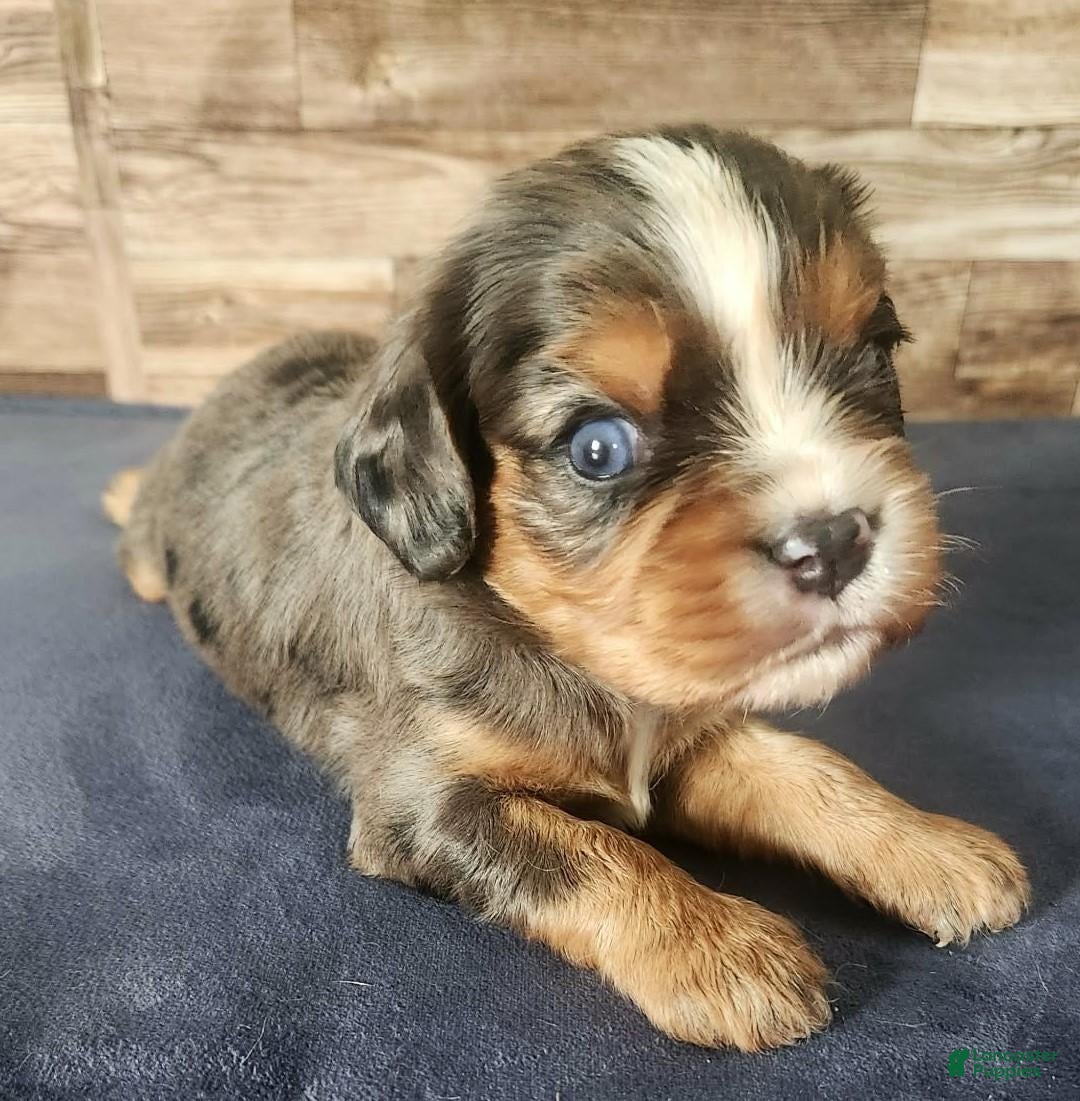 Cavalier King Charles Spaniel dogs #2 Male (Lori's) - Ad 13