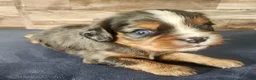 Cavalier King Charles Spaniel dogs for sale: #2 Male (Lori's) - Ad 1