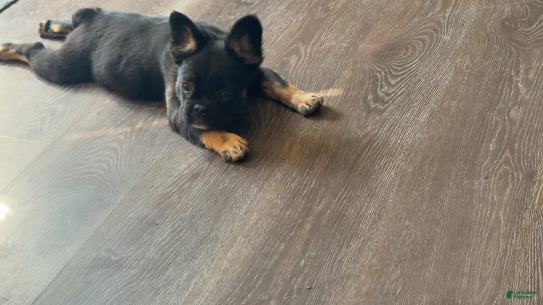 French Bulldog dogs for sale: French Bulldog Puppy 1 - Ad 4