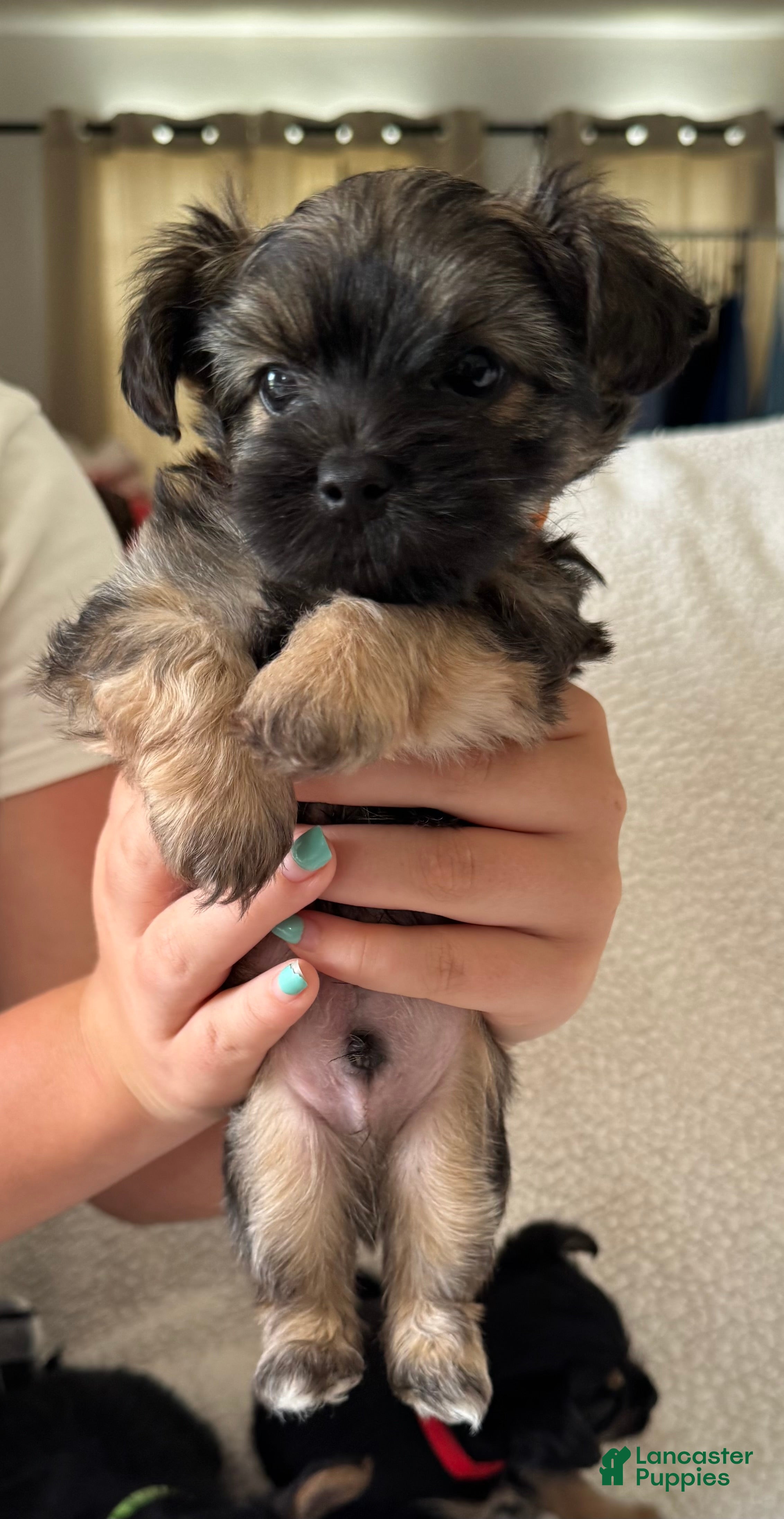 Chorkie dogs for sale:  Puppy 2 - Ad 1