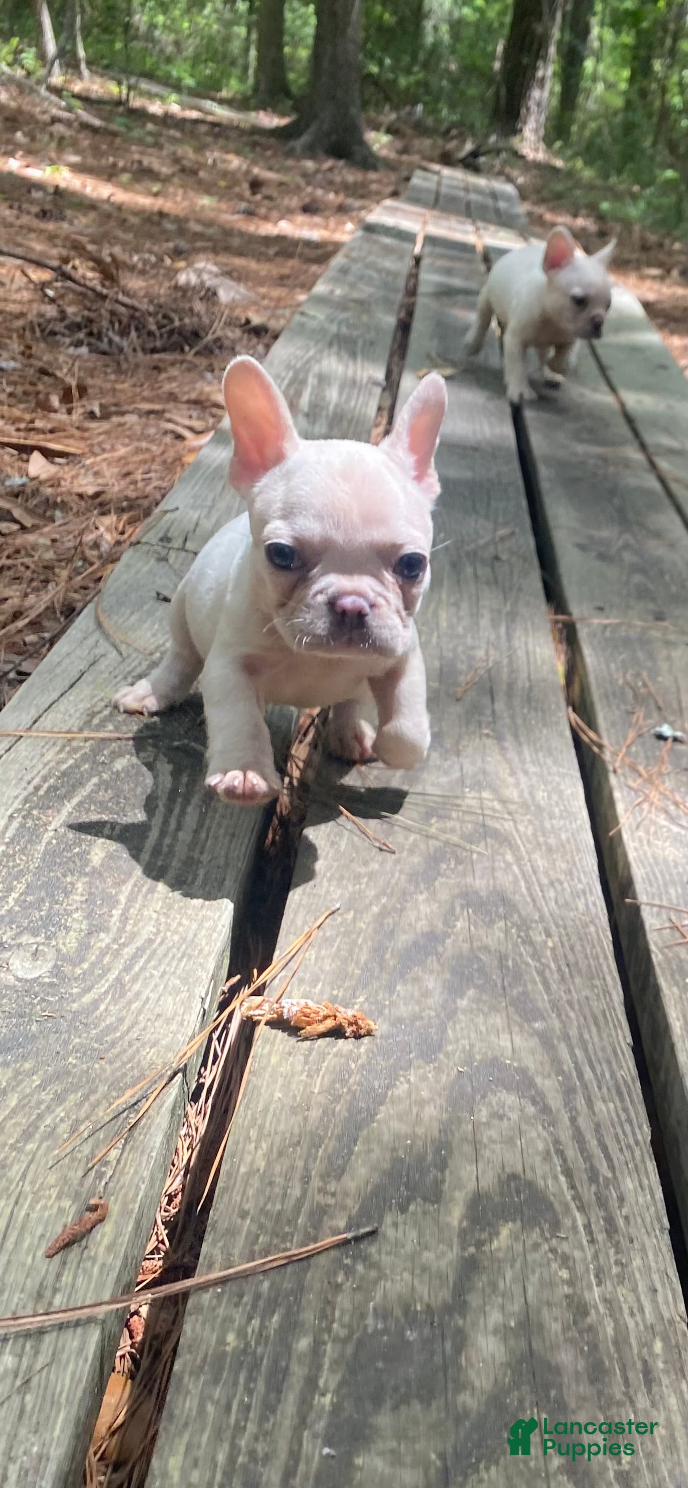 French Bulldog dogs Puff - Ad 2