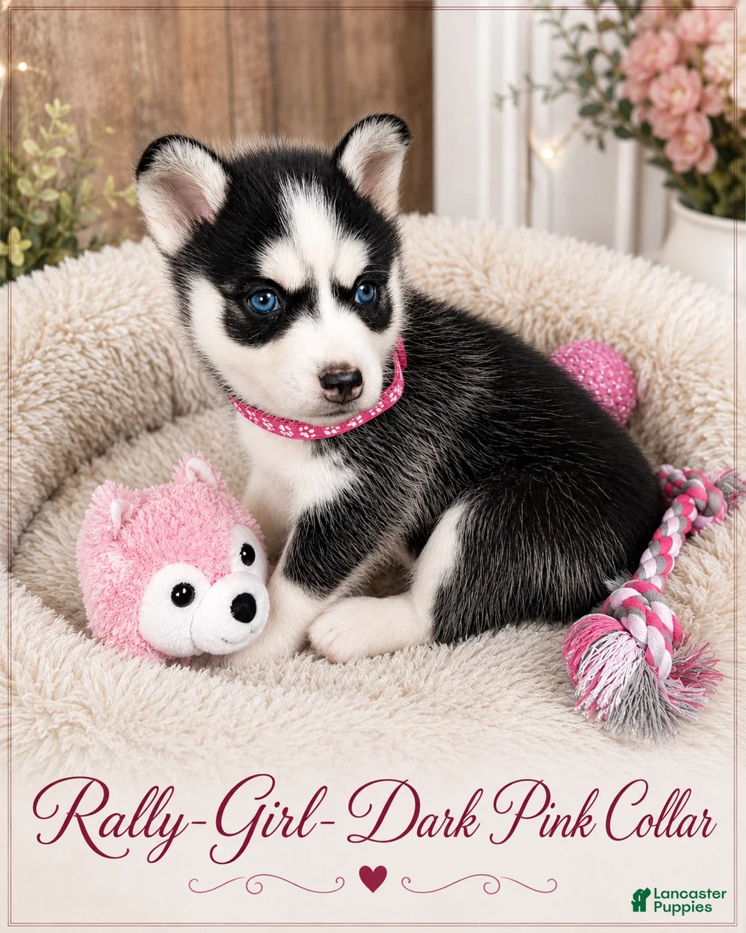 Pomsky dogs for sale: Rally- Dark Pink Collar - Ad 1
