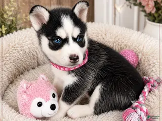 Pomsky dogs Rally- Dark Pink Collar - Ad 23
