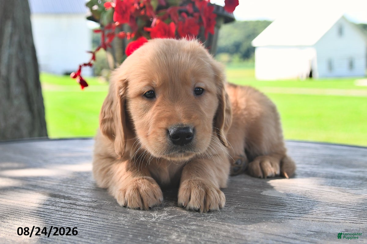 Golden Retriever dogs Tucker - Ad 2
