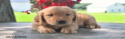 Golden Retriever dogs for sale: Tucker - Ad 2