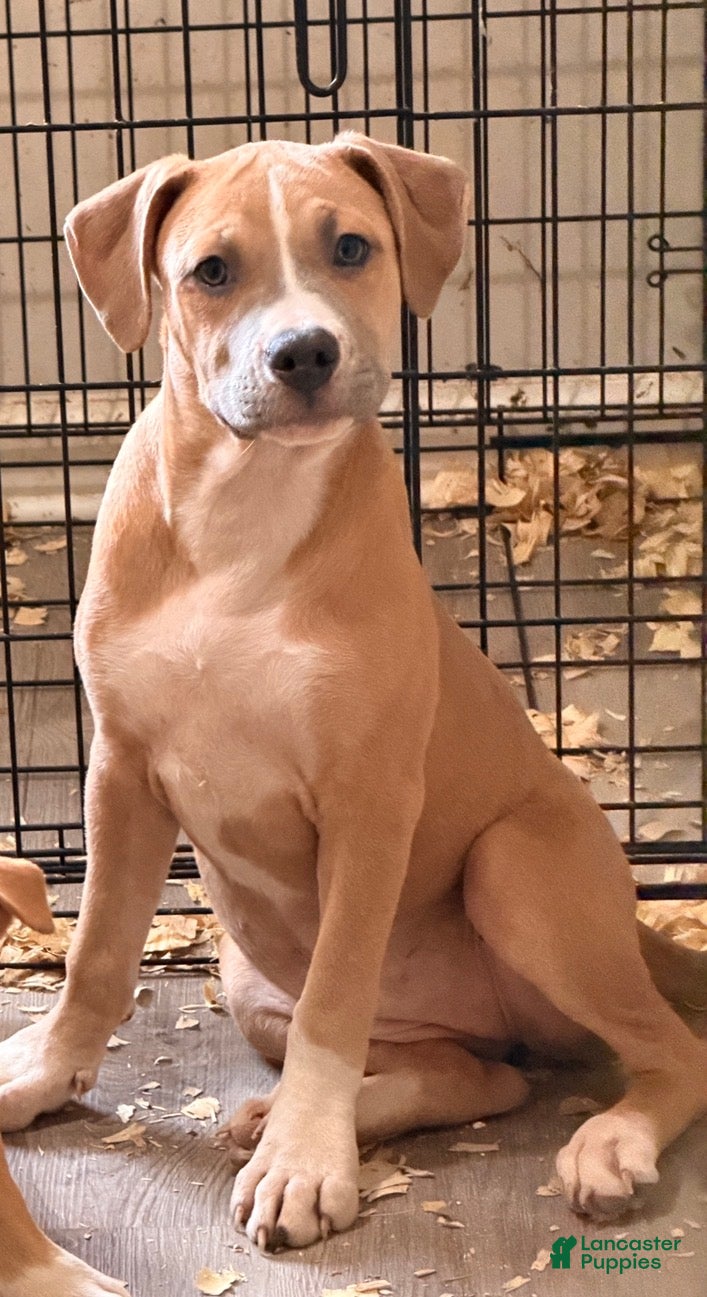 Mixed Breed dogs for sale: Zena - Ad 2