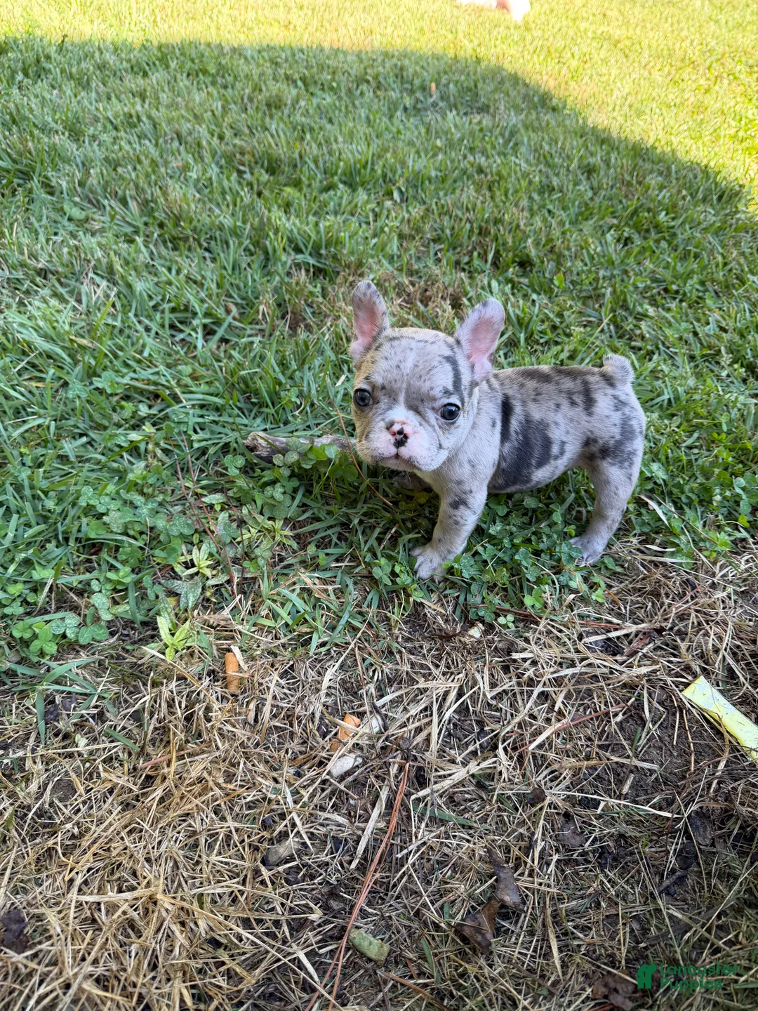 French Bulldog dogs for sale: Merle Female A - Ad 2
