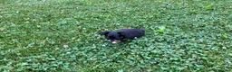 Chihuahua dogs for sale: Bodie - Ad 10