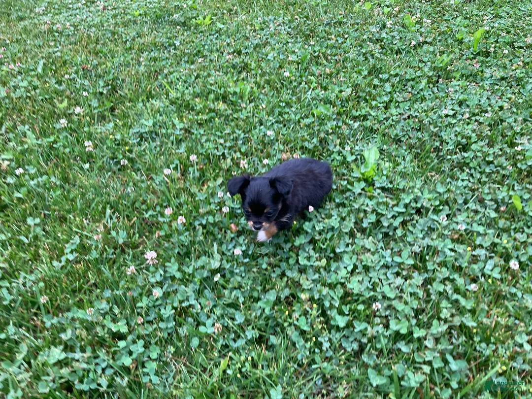 Chihuahua dogs for sale: Bodie - Ad 10