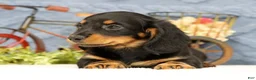 Miniature Dachshund dogs for sale: June - Ad 3