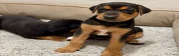 Mixed Breed dogs for sale: Mixed Breed Puppy 2 - Ad 7
