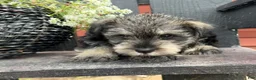 Miniature Schnauzer dogs for sale: Ellie - Ad 3