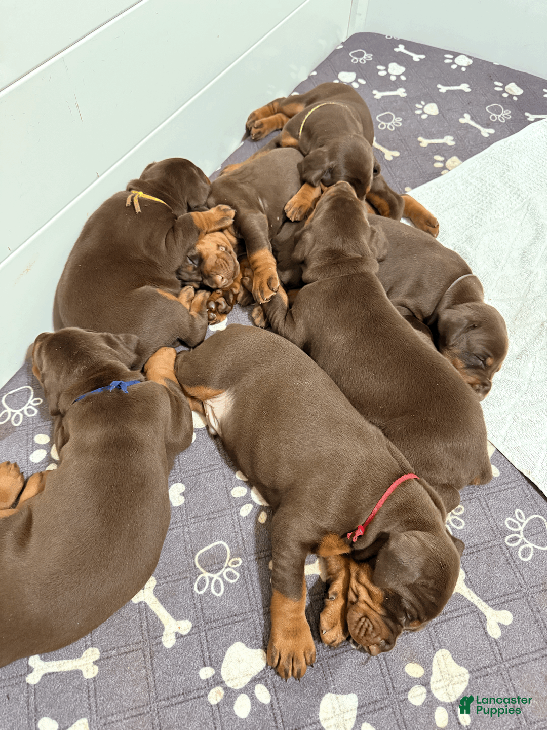 Doberman Pinscher dogs for sale: Purple Collar Female - Ad 2