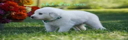 Great Pyrenees dogs for sale: AKC Polaris - Ad 1