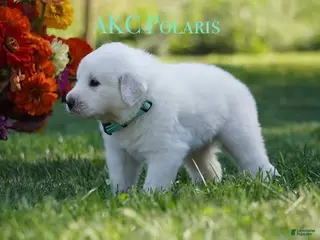 Great Pyrenees dogs AKC Polaris - Ad 5