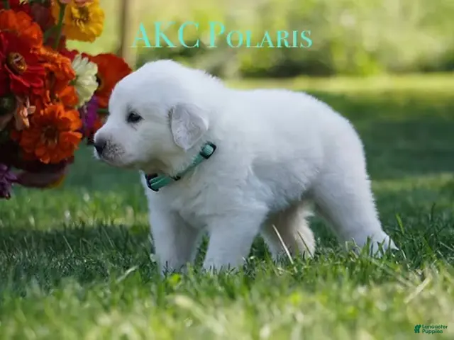 Great Pyrenees dogs for sale: AKC Polaris - Ad 36