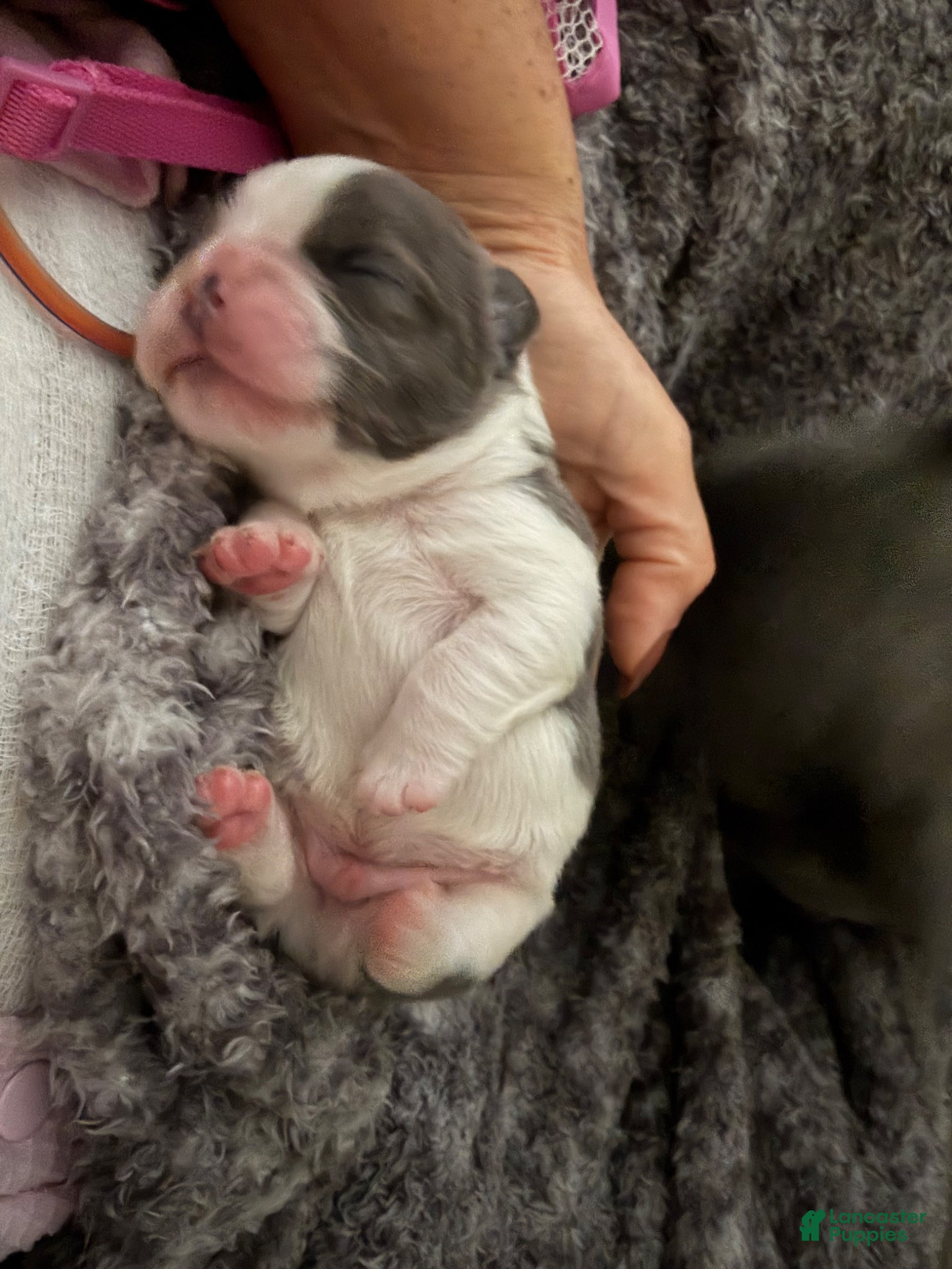 French Bulldog dogs for sale: April - Ad 12