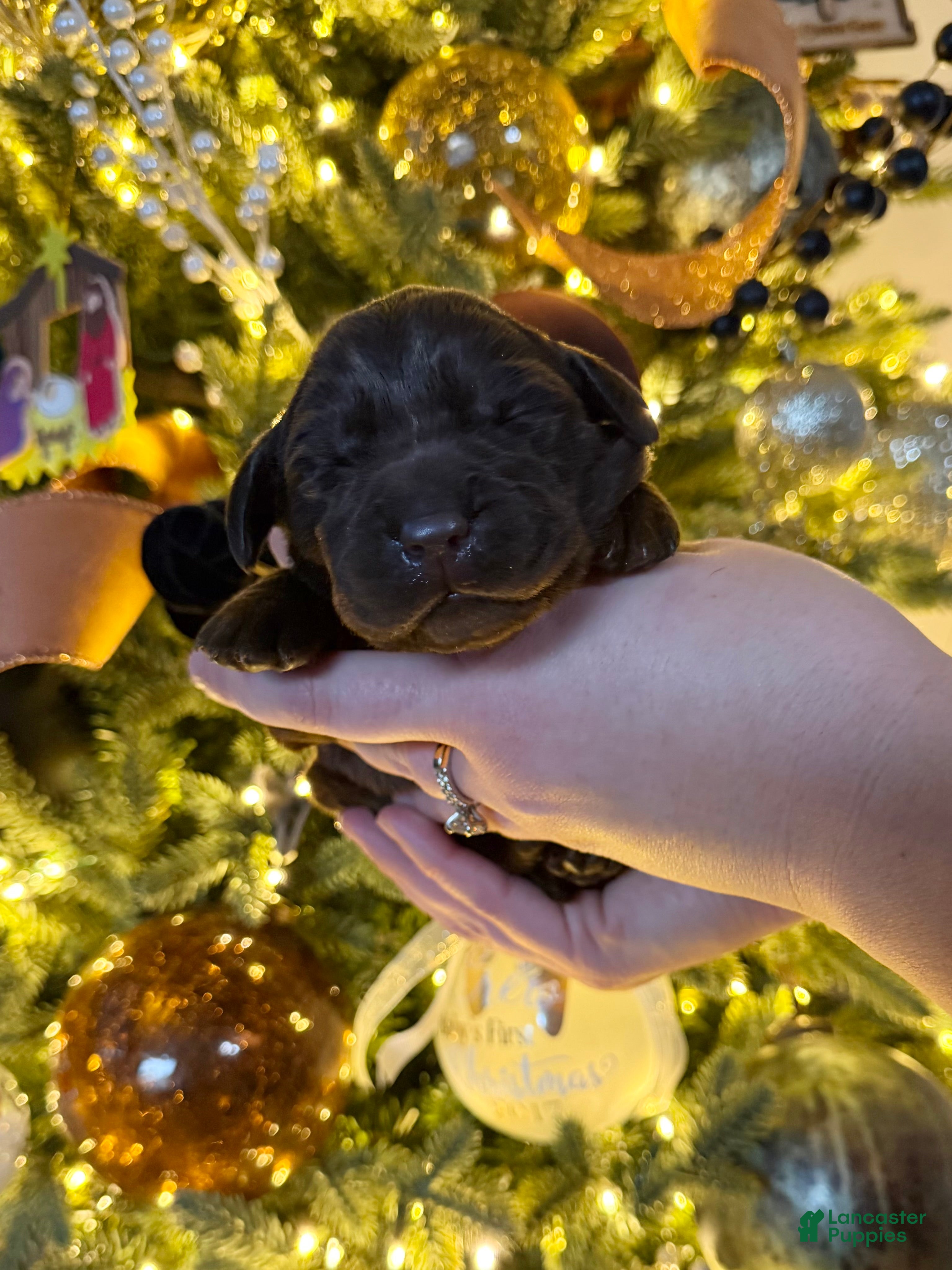 Labrador Retriever dogs for sale: Labrador Retriever Puppy 1 - Ad 2