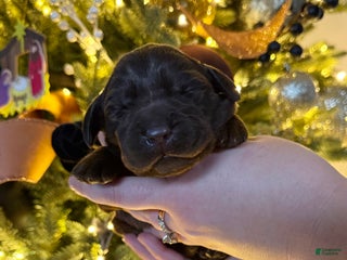 Labrador Retriever dogs Labrador Retriever Puppy 1 - Ad 22