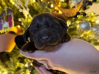 Labrador Retriever dogs Labrador Retriever Puppy 1 - Ad 16