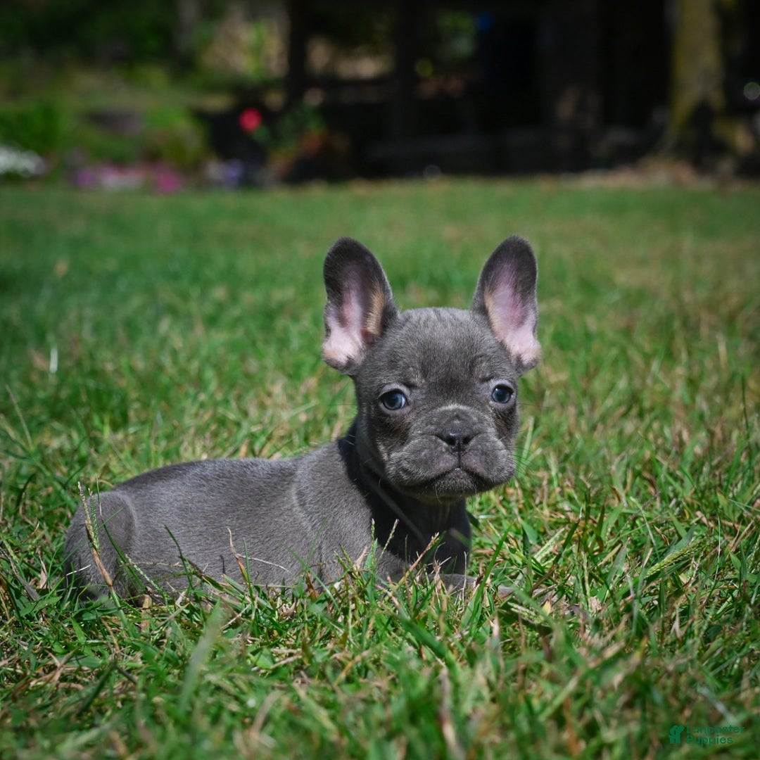 French Bulldog dogs for sale: Charlie - Ad 5