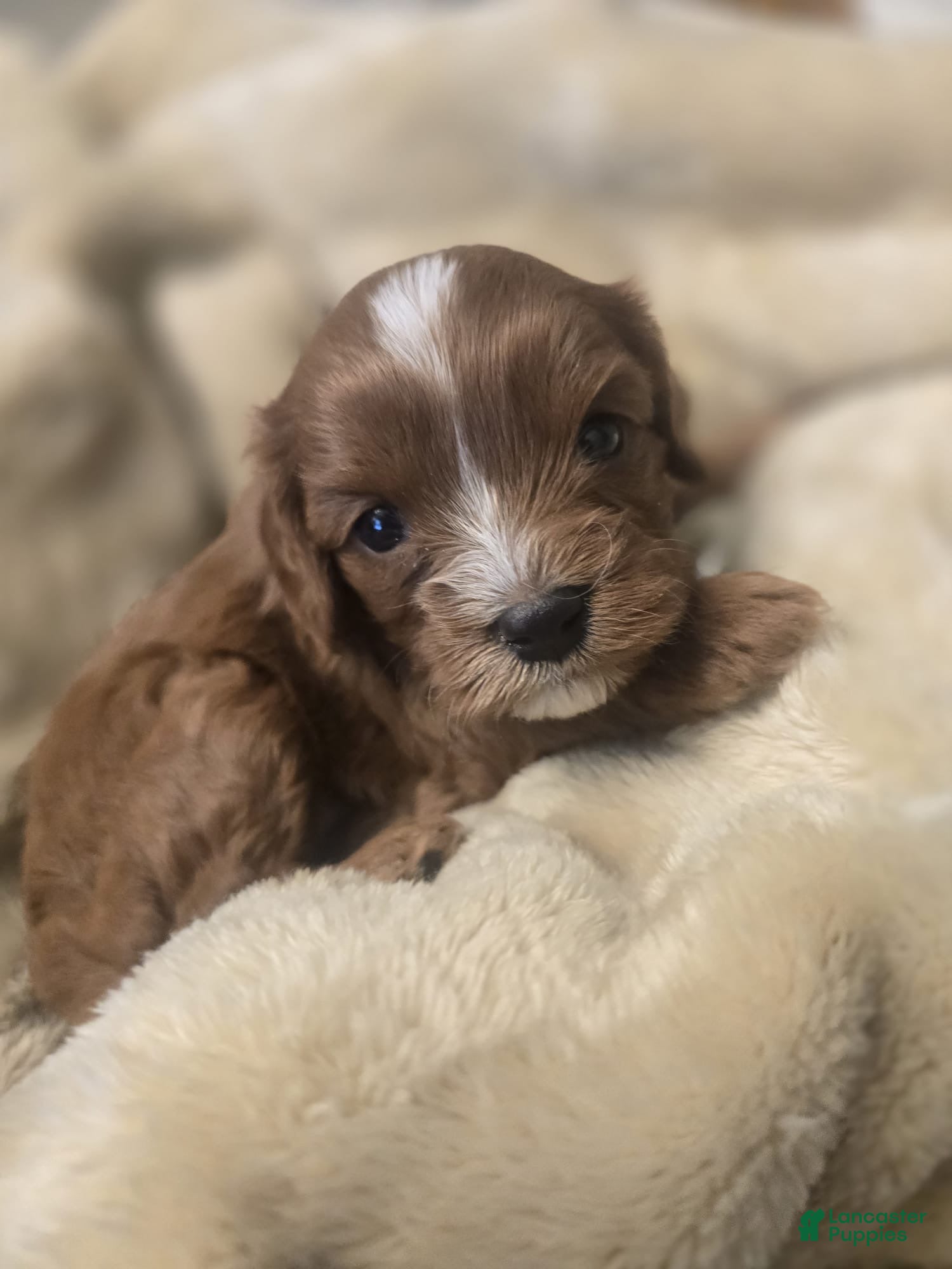 Cavapoo dogs Luna - Ad 36