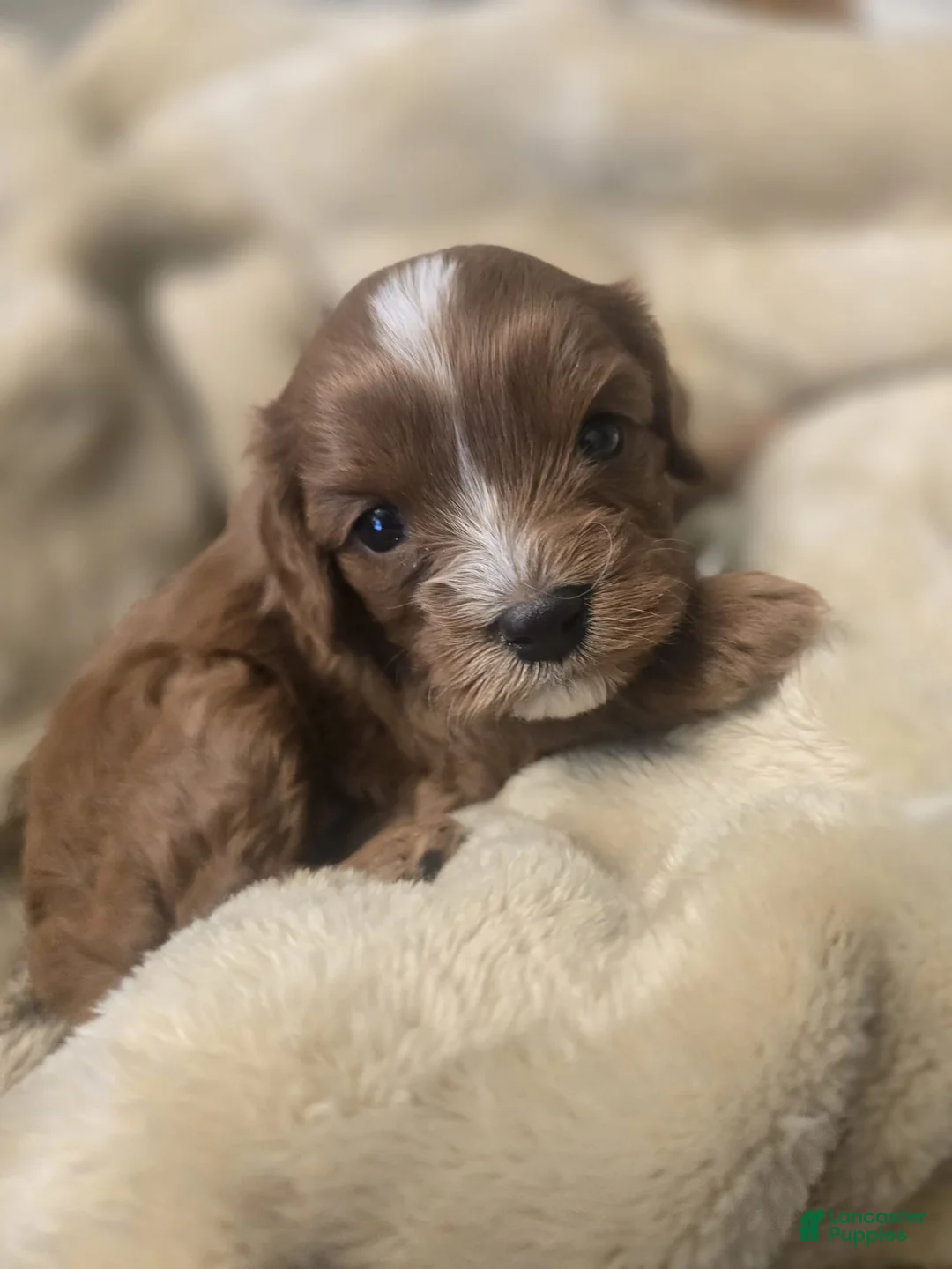 Cavapoo dogs for sale: Luna - Ad 1