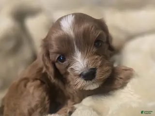 Cavapoo dogs Luna - Ad 8