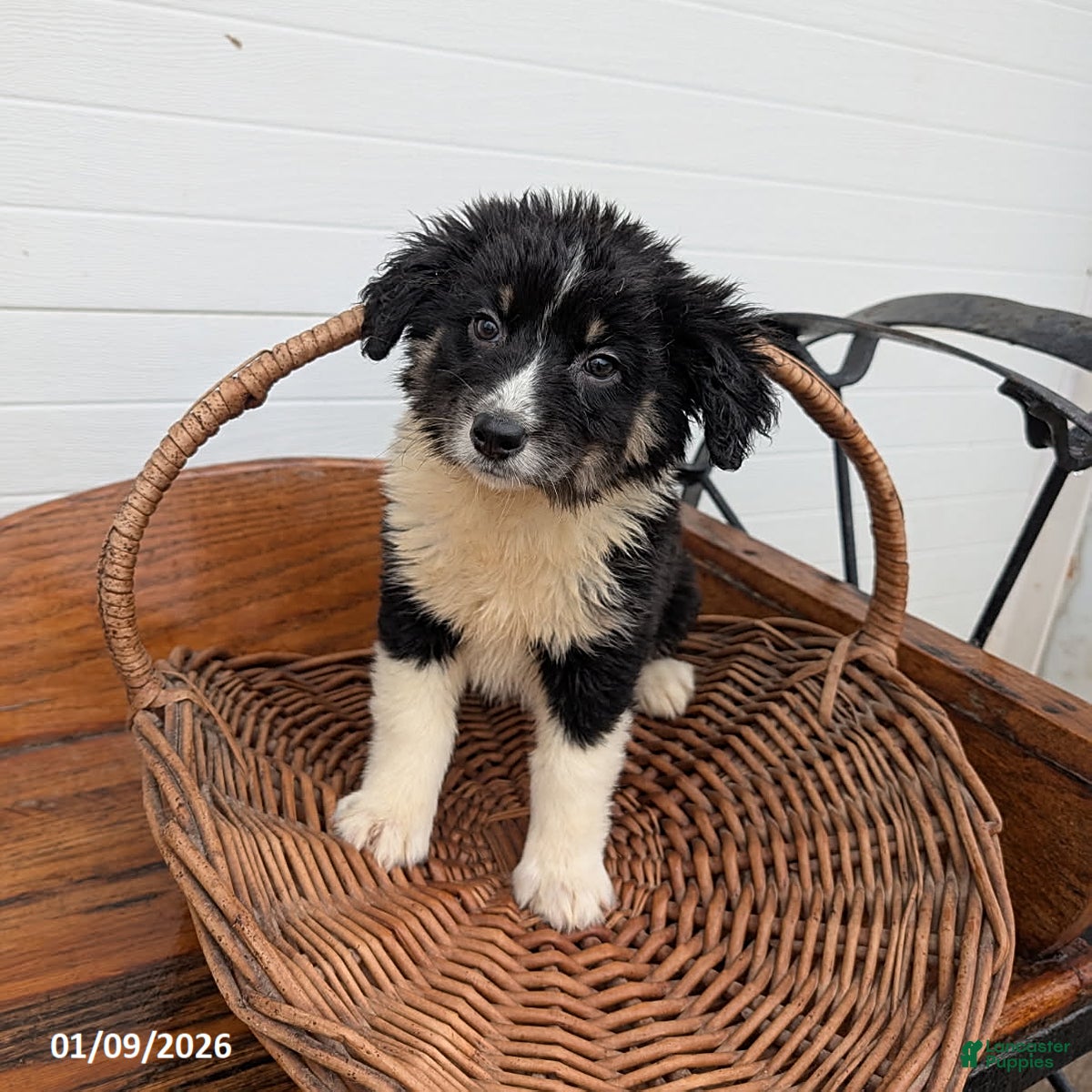 Mixed Breed dogs Sasha - Ad 33