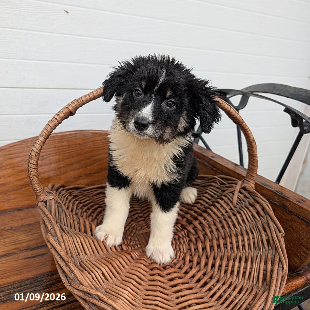 Mixed Breed dogs for sale: Sasha - Ad 1