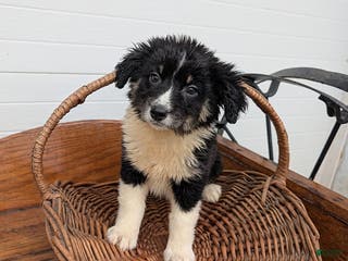 Mixed Breed dogs Sasha - Ad 33