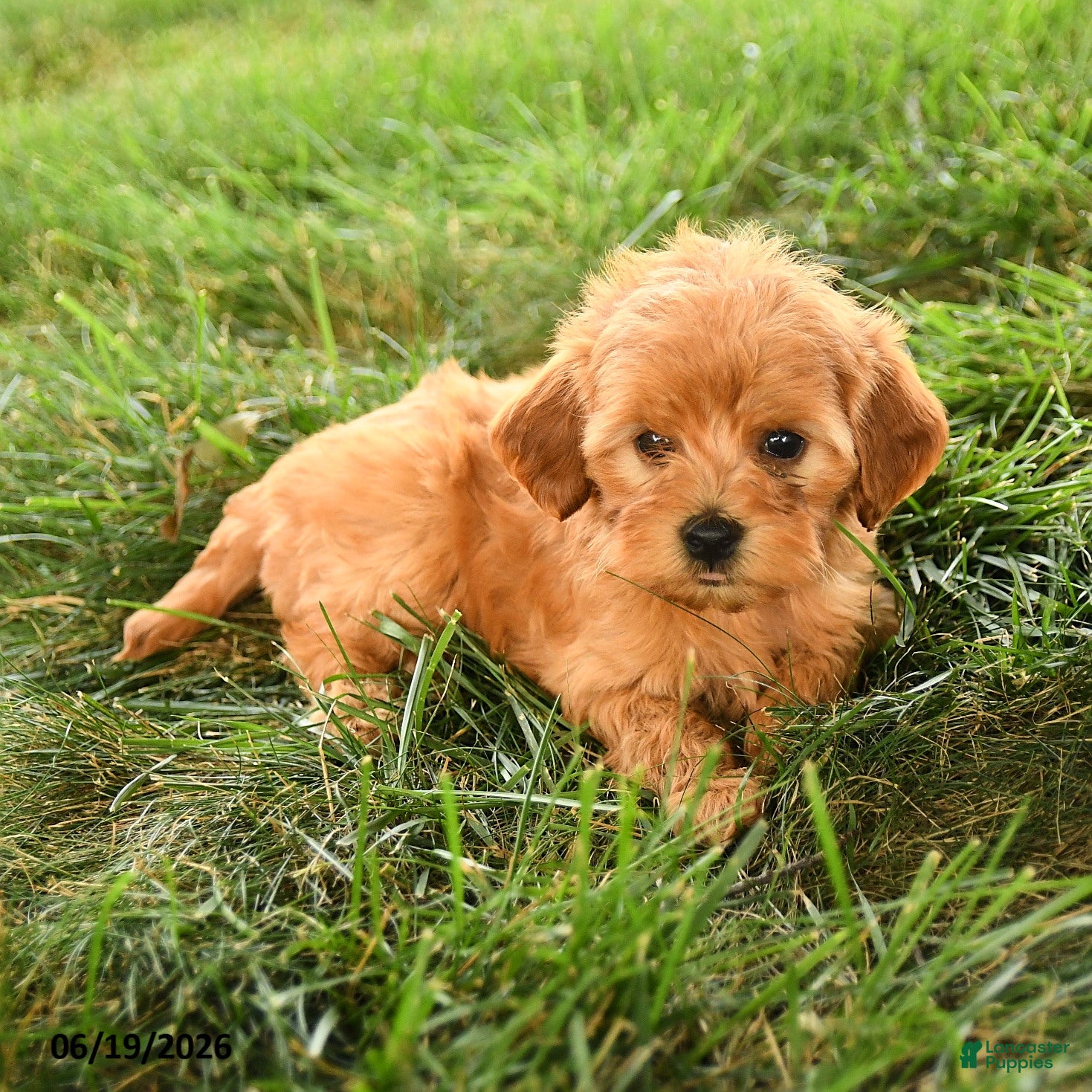Mini Goldendoodle dogs Florinda - Ad 2